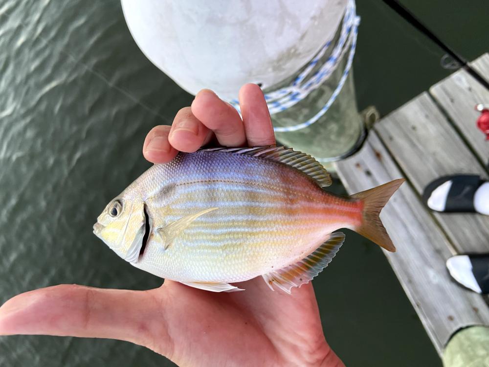 Pinfish ER99999